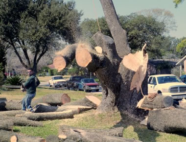 We provide various tree services.