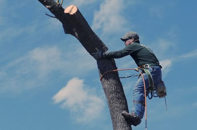 Tree removal is one of our specialties.