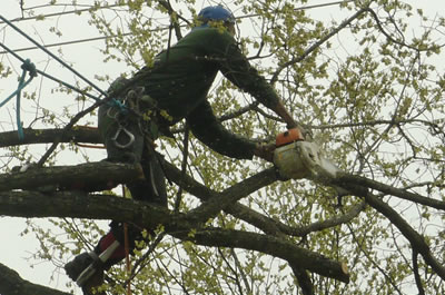 Preserve your tree with appropriate pruning.