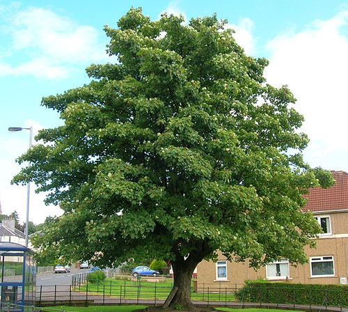 tree5