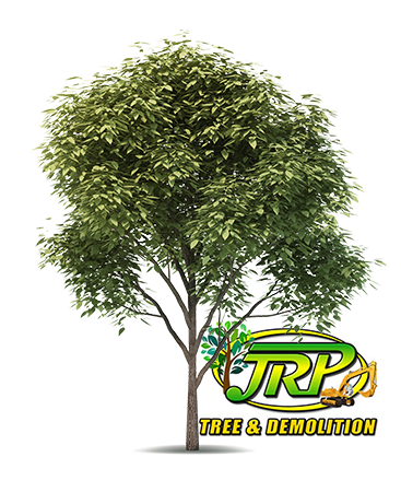 JRP-tree-image-5aa6ad8d4f4c6